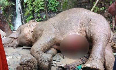 টেকনাফে ভারী বৃষ্টিতে পাহাড় থেকে পড়ে আহত মা হাতি