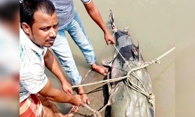জেলের জালে ৯০ কেজির বাঘাইড়