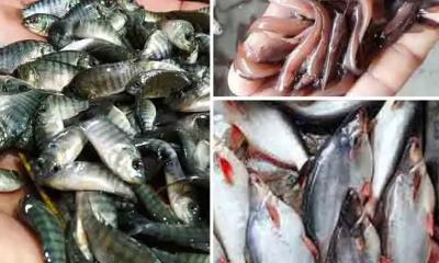 নিম্নবিত্তের নাগালের বাইরে পাঙাশ-তেলাপিয়া, আমিষের জোগান নিয়ে শঙ্কা