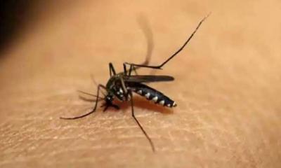 ডেঙ্গুতে আরো ১১ জনের মৃত্যু