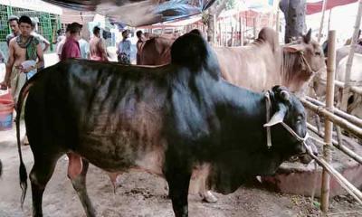 ঢাকায় আসছে কোরবানি পশু, ২৫ জুন থেকে হাট শুরু