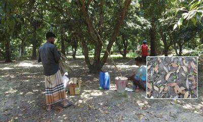 তাপপ্রবাহে মাগুরায় ঝরে পড়েছে লিচুর গুটি