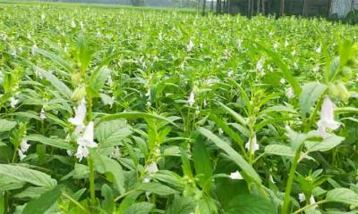 তিল ক্ষেতে শুধু ফুল আর ফুল, সাদা ফুলের সৌন্দর্যে মুগ্ধ সবাই 