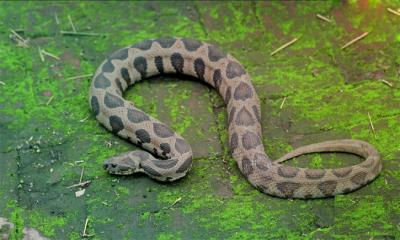 এবার রাজধানীতে রাসেল ভাইপার আতঙ্ক