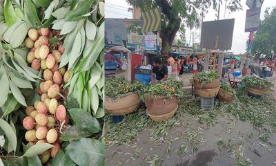 চুয়াডাঙ্গার বাজা‌রে অপরিপক্ক লিচুতে সয়লাব
