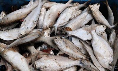 পুকুরে মিলল ১০ কেজি রুপালি ইলিশ