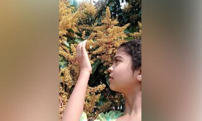 থোকা থোকা আমের মুকুলে অপরূপ সাজে সেজেছে প্রকৃতি 