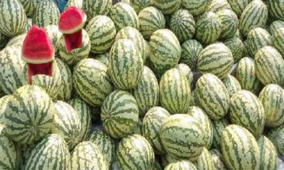 রাজধানীর ৫ জায়গায় কৃষকের দামে মিলবে তরমুজ