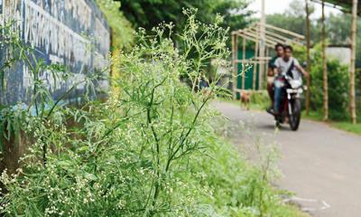 বরেন্দ্র অঞ্চলে আতঙ্ক ছড়াচ্ছে বিষাক্ত পার্থেনিয়াম উদ্ভিদ