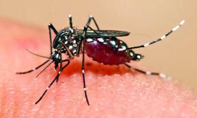 বাড়ছে ডেঙ্গু, একদিনে আক্রান্ত ২১