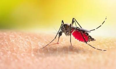 ২৪ ঘণ্টায় ডেঙ্গুতে একজনের মৃত্যু, আক্রান্ত ৩২৫