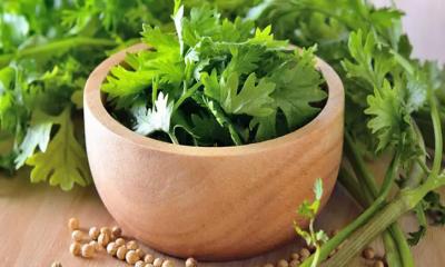 ধনিয়া পাতা খাওয়া কি স্বাস্থ্যের জন্য ভালো?