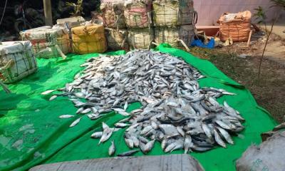 নোয়াখালীতে ২৫০০ কেজি জাটকা ইলিশ জব্দ, আটক ৬