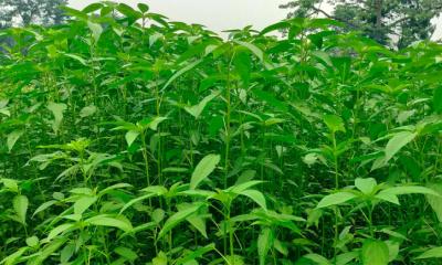 সোনালি আঁশে কৃষকের সোনালী স্বপ্ন