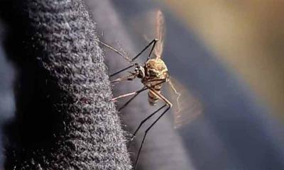 আরও ৩৯২ ডেঙ্গু রোগী হাসপাতালে ভর্তি