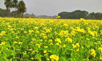 শীতের ভিন্ন ধারায় ‍‍‘হলদে সরিষা ফুল‍‍’