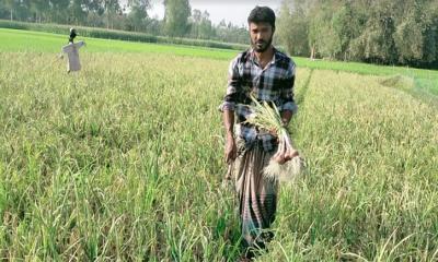 গ্রীষ্মকালীন পেঁয়াজ চাষে লাখ টাকা আয়ের স্বপ্ন দেখছেন চাষীরা 