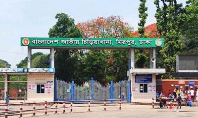 চিড়িয়াখানায় হঠাৎ খাঁচার বাইরে এলো সিংহ, অতপর...