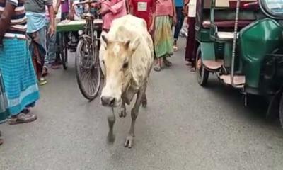 সুন্দরবনে কুমিরের সঙ্গে লড়াই করে বেঁচে ফিরল গাভী