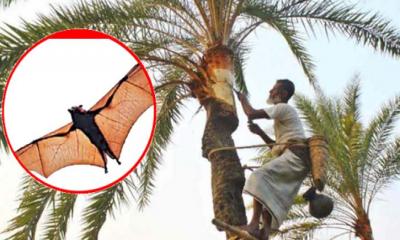 চলতি শীতে নিপা ভাইরাসে ৫ জনের মৃত্যু