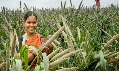 অনাবাদি জমিতে সম্ভাবনাময় ফসল হতে পারে ‘মিলেট’