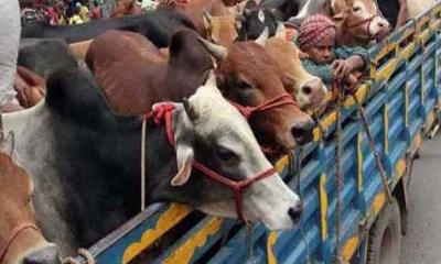 মহাসড়কে থামানো যাবে না কোরবানি পশুবাহী গাড়ি 