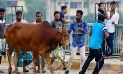 বাংলাদেশে কুরবানির ঈদ কবে