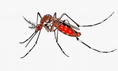 ডেঙ্গু প্রতিরোধে মাসে ৫০ হাজার করে পাচ্ছেন কাউন্সিলররা