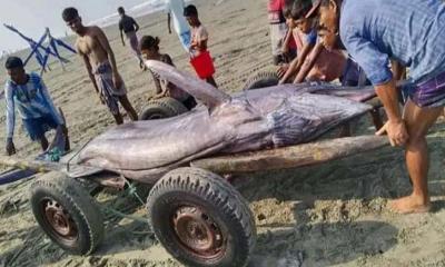 ১০ মণের পাখি মাছটি বিক্রি হলো ৮০ হাজারে