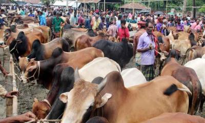 রাজধানীতে বসবে ২০ পশুর হাট, কোন হাটের ইজারা কত?