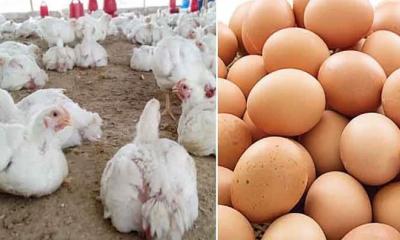 তীব্র গরমে ফায়দা লোটার সুযোগ খুঁজছে ডিম-মাংস সিন্ডিকেট