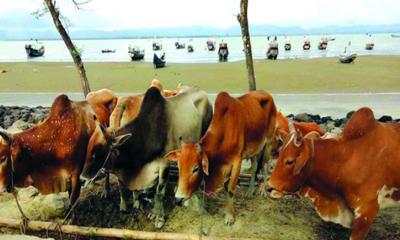 চোরাই পথে গরু প্রবেশ ঠেকাতে কঠোর অবস্থানে সরকার