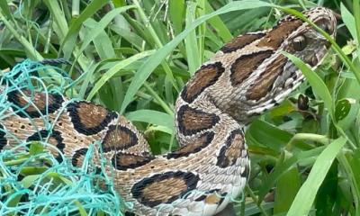 রাসেলস ভাইপার নিয়ে ভুল ভাঙালেন অধ্যাপক এমএ ফয়েজ 