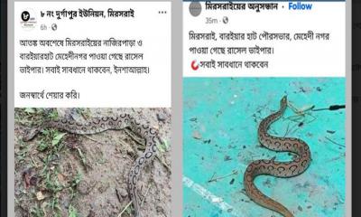 মিরসরাইয়ে রাসেলস ভাইপার নিয়ে গুজব, জনমনে আতঙ্ক