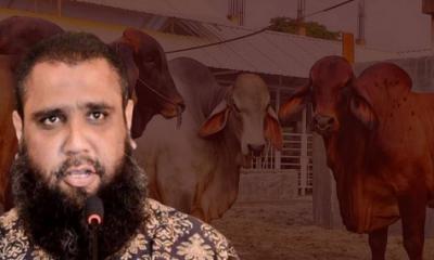 সাদিক অ্যাগ্রো থেকে নিষিদ্ধ জাতের গরু জব্দ করল দুদক