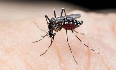 ডেঙ্গুতে আরও ১০ মৃত্যু, হাসপাতালে ২৭৪৮