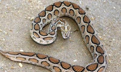 ‘সাপে কাটলে দ্রুত হাসপাতালে পাঠান, মৃত্যু হলে দায় আমাদের’