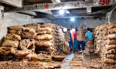 বেশি লাভের আশায় হিমাগারে আলু, পচলো ৩০ হাজার মণ