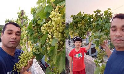 গাছেই ভালোবাসা: এক ব্যাংকারের ছাদ বাগানে সফলতার গল্প