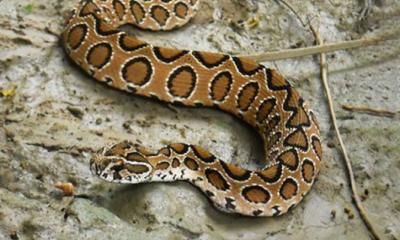 রাসেলস ভাইপার ধরে পুরস্কার পাচ্ছেন সেই ৩ জন 