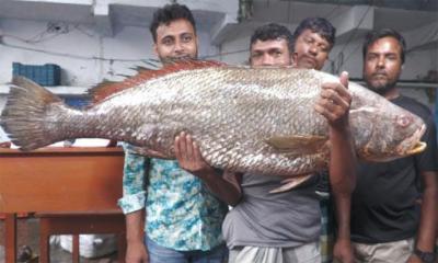 সাগরে ধরা ধাতিনা ভোল মাছ, ৩ লাখ ৫৫ হাজার টাকায় বিক্রি