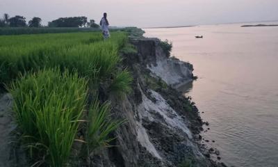 অসময়ে পদ্মার ভাঙনে বিলীন কৃষি জমি, ভাঙন  আতংকে কয়েকশো পরিবার