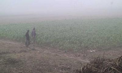 মাঝারি শৈত্যপ্রবাহ শুরু, তাপমাত্রা নামলো ৭ ডিগ্রিতে