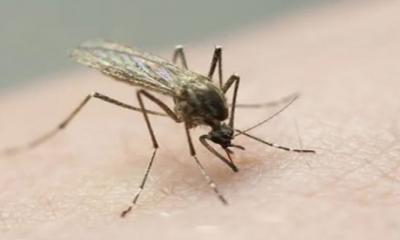 ডেঙ্গুতে আরও ২ জনের প্রাণহানি