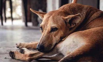 ক্ষুধার তাড়নায় কুষ্টিয়ায় ৩৫ জনকে কুকুরের কামড়, আতংকে মানুষ