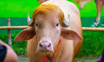‘ডোনাল্ড ট্রাম্প’কে দেখতে চিড়িয়াখানায় উপচে পড়া ভিড়