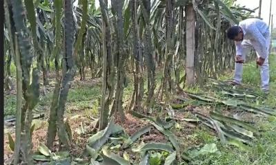 এক রাতেই ধ্বংস স্বপ্নের বাগান