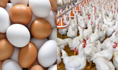 বাংলাদেশ থেকে ডিম-মুরগি নেবে না সৌদি আরব