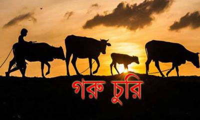 নীলফামারীতে বৃদ্ধ দম্পতির তিন গরু চুরি