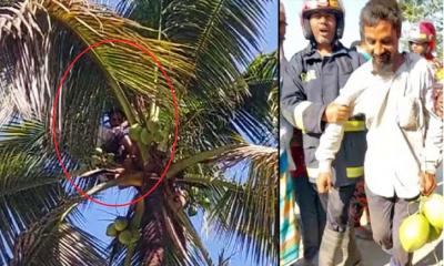 ডাব খেয়ে গাছের চূড়ায় যুবকের ঘুম, উদ্ধার করলো ফায়ার সার্ভিস